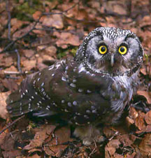 photo of a boreal owl