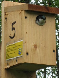 After birds leave a nest box, can I clean out the nest for future use?