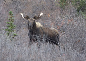 Moose in brush