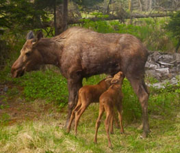 Moose cow and two calves