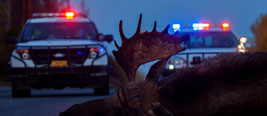 Dead moose in front of police cars