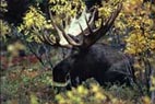 photo of a moose