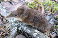 Shrew in forest