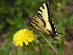 photo of a swallowtail butterfly