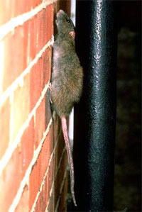Norway rat climbing wall