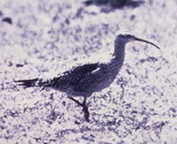 photo of an Eskimo curlew