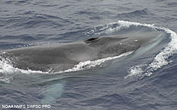 photo of a fin whale