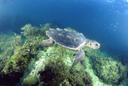 photo of a loggerhead sea turtle