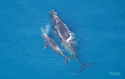 photo of two right whales swimming