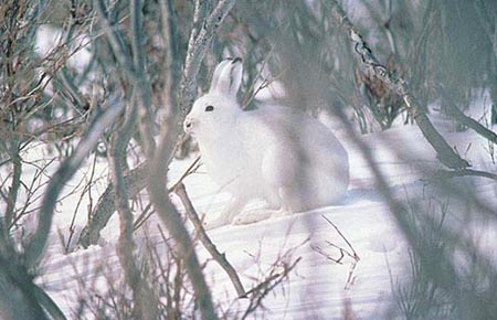 Photo of an Alaska Hare