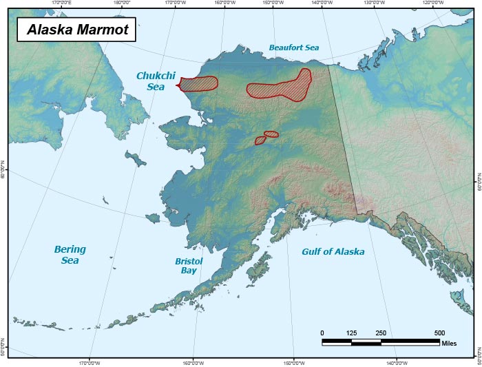 Range map of Alaska Marmot in Alaska
