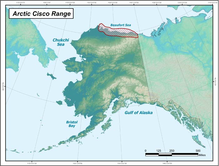 Range map of Arctic Cisco in Alaska