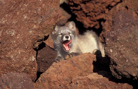 Photo of a Arctic Fox
