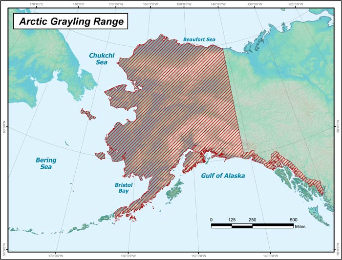 Range map of Arctic Grayling in Alaska