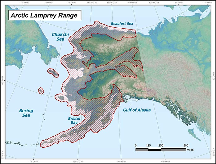 Range map of Arctic Lamprey in Alaska