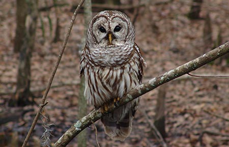 Photo of Barred Owl