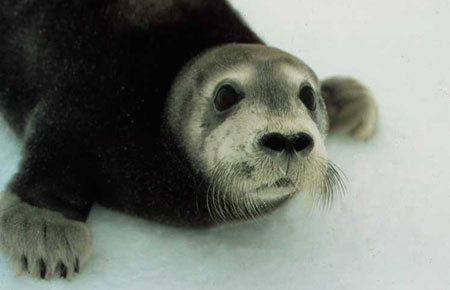 Photo of a Bearded Seal