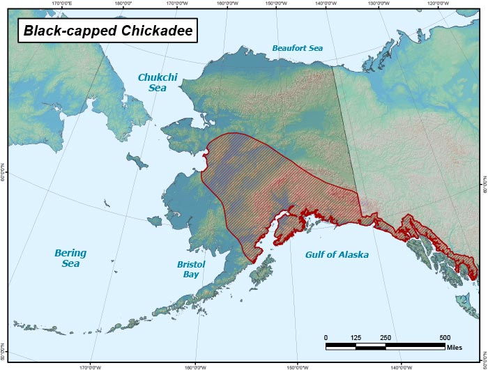 Range map of Black-capped Chickadee in Alaska