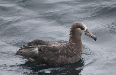Photo of a Black-footed Albatross