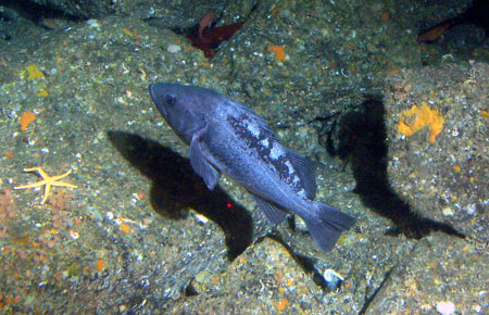 Photo of a Black Rockfish