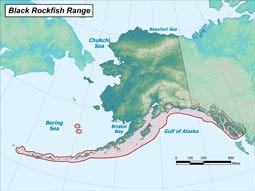 Black Rockfish range map
