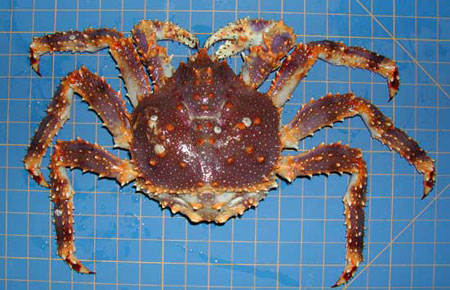 blue king crabs