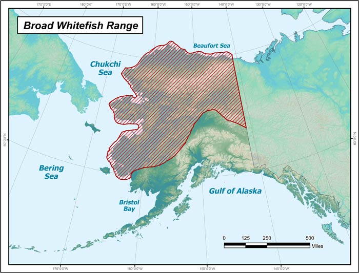 Range map of Broad Whitefish in Alaska