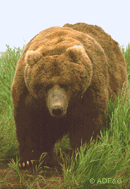 Kodiak brown bear
