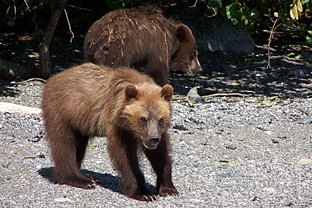 Photo of a Brown Bear