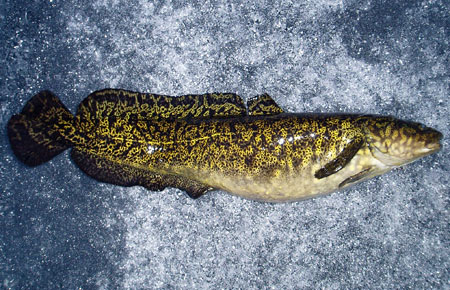 Landed burbot on the ice