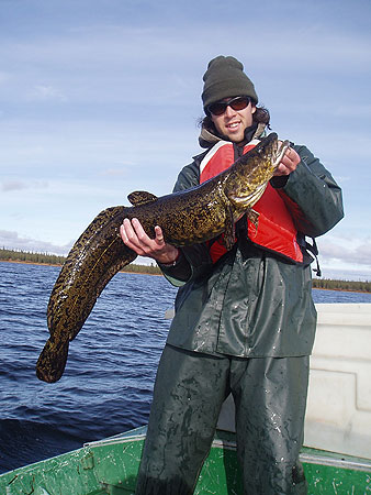 Burbot Photo Gallery, Alaska Department of Fish and Game