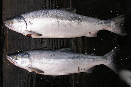 Photo of a Coho Salmon