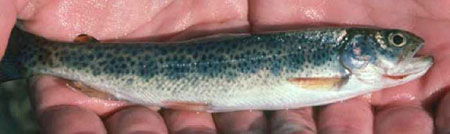 Photo of a Cutthroat Trout
