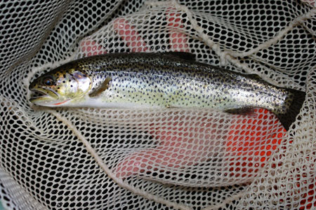 Rainbow Trout Fishing: species guide, charters and destinations