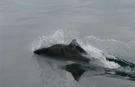 Picture of a Dall's Porpoise
