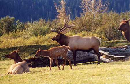 Photo of a Roosevelt Elk