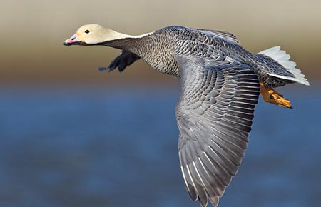 Photo of a Emperor Goose