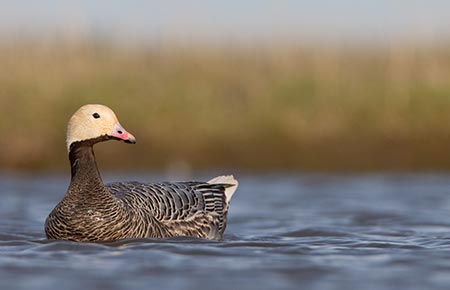 Photo of a Emperor Goose