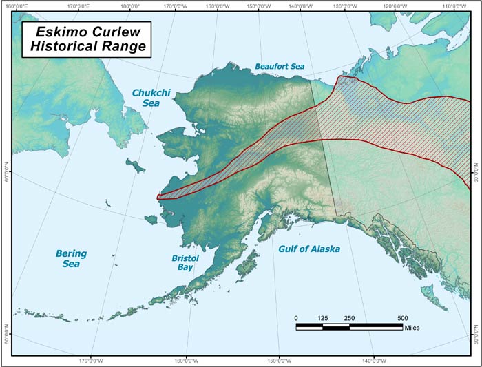 Range map of Eskimo Curlew in Alaska