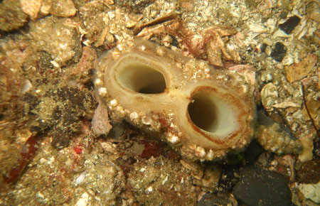 Photo of a Geoduck Clam