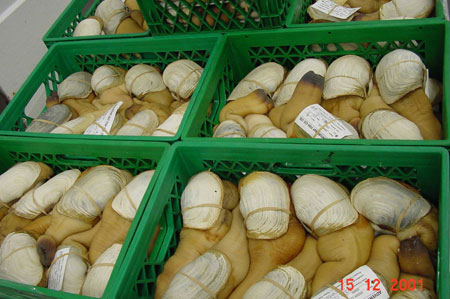 Photo of a Geoduck Clam