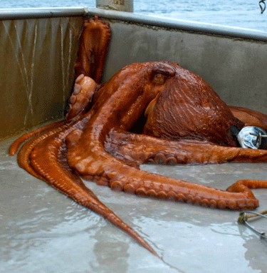 giant pacific octopus size comparison