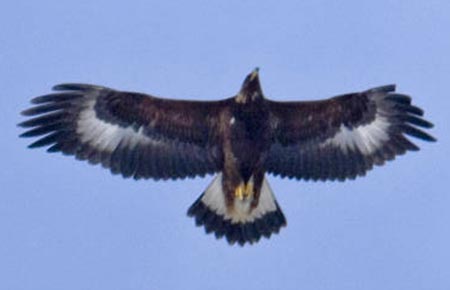 Photo of a Golden Eagle