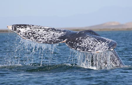 Photo of a Gray Whale