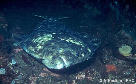 Photo of a Pacific Halibut