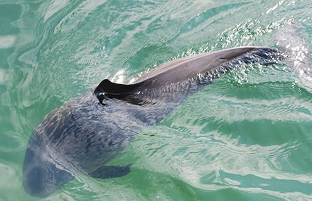 Picture of a harbor porpoise