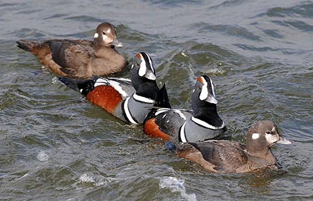 Photo of a Harlequin Duck