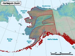 Harlequin Duck range map