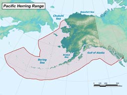 Pacific Herring range map