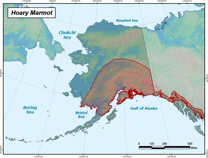 Range map of Hoary Marmot in Alaska